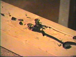 Death awaits the furry rodent!